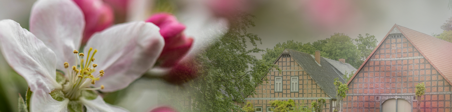 Apfelblüten und Hof
